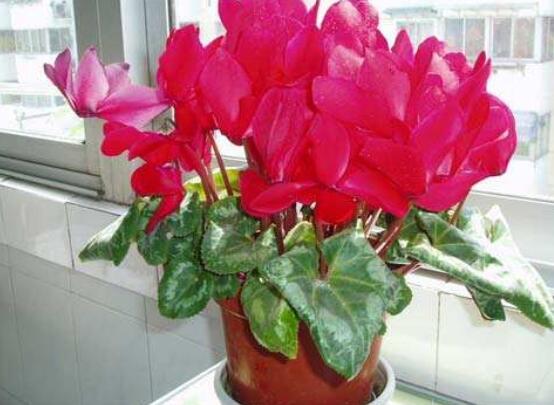 仙客來的球莖怎么保存，最重要就是注意溫度變化(降溫處理)