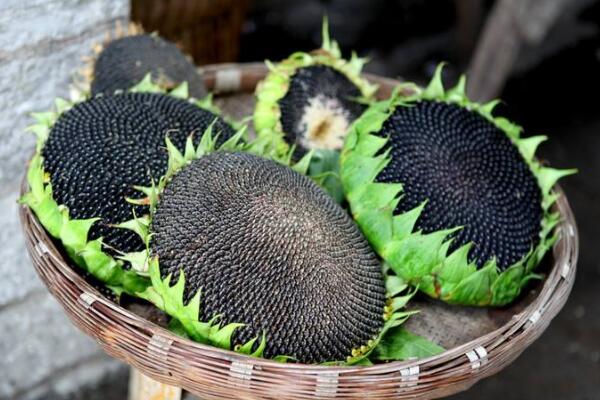 向日葵花盤煮水的功效，三大功效以及臨床應(yīng)用