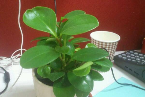 燕子掌怎么扦插，5步即可完成燕子掌的扦插