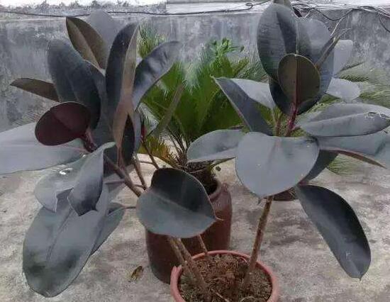 橡皮樹爛根什么原因，橡皮樹爛根怎么辦