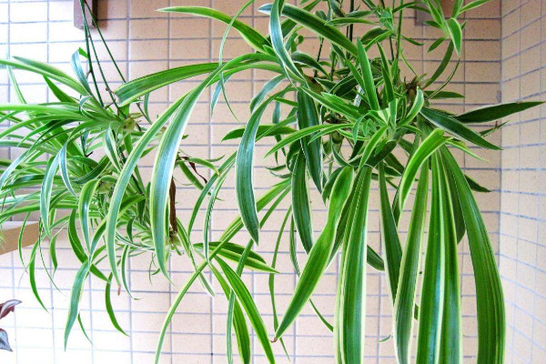 水培吊蘭自制營養(yǎng)液，可用尿液/淘米水等材料制作