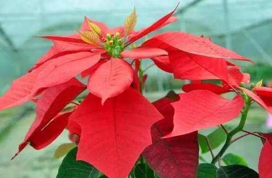 一品紅爛根怎么辦，一品紅爛根解決辦法