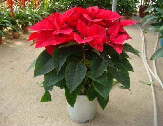 一品紅花語是什么，一品紅花語代表著我的心正在燃燒