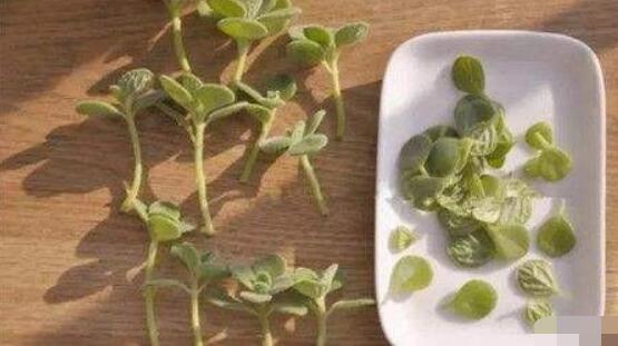 碰碰香怎么扦插，春夏秋季均可/以最基部枝條為主