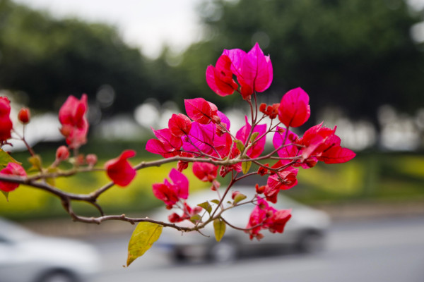 栽三角梅用什么土，田園土/泥炭土/腐葉土等