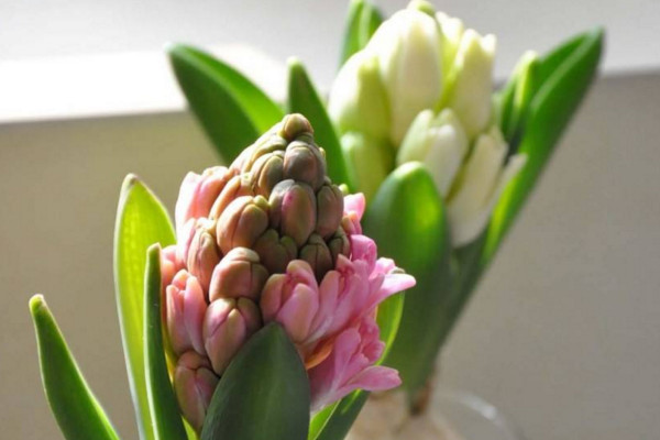 水培風信子有毒嗎，有毒要避免接觸皮膚