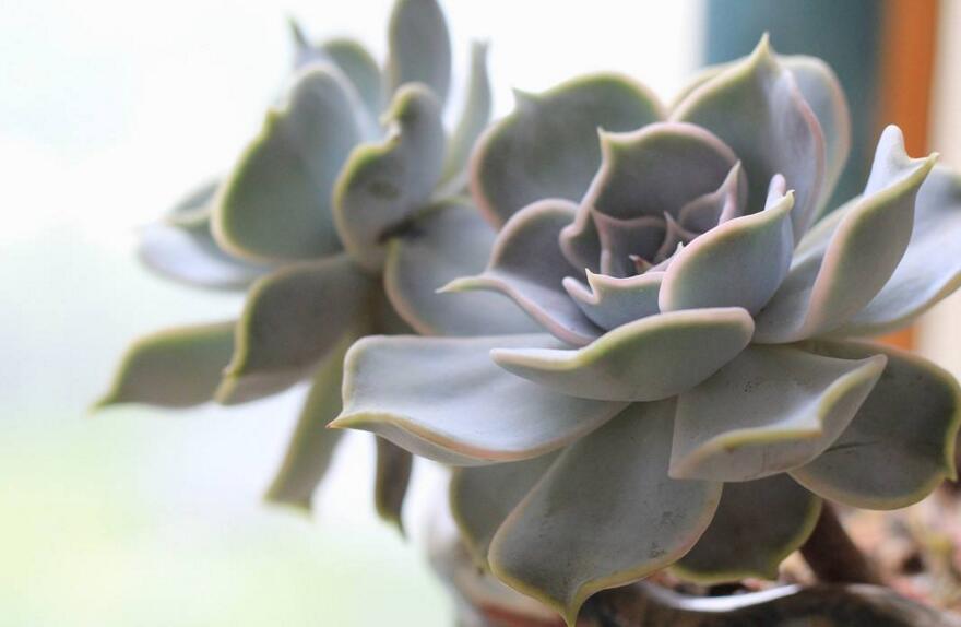 寶石花的繁殖方法，葉插和插穗操作方法