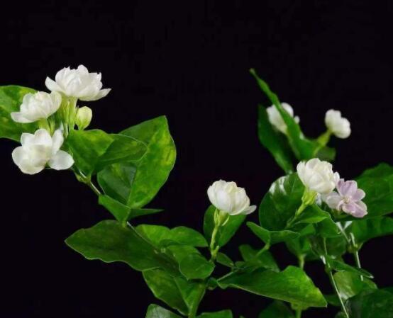 茉莉扦插生根最快方法，排水透氣土壤/一年生健壯10厘米枝條