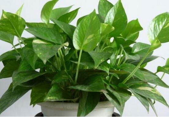 綠蘿怎么養(yǎng)，綠蘿養(yǎng)殖方法與注意事項