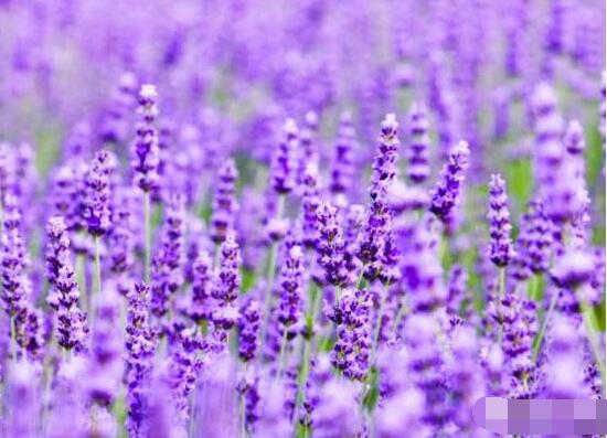 薰衣草與鼠尾草的區(qū)別，教你四種方法可變成火眼金睛