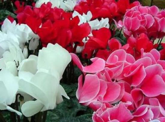 仙客來(lái)花有毒嗎，孕婦可以養(yǎng)仙客來(lái)嗎/可以僅供觀賞