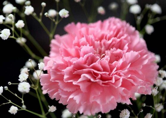 康乃馨鮮花怎么保鮮，七個基本方法方可百日鮮