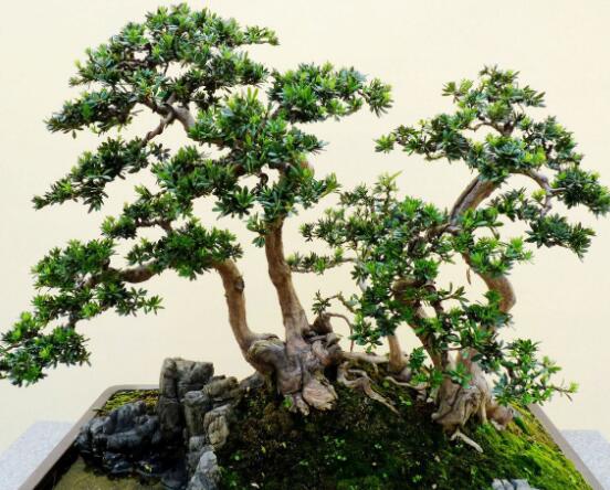 羅漢松修剪方法圖解，只需要三點步驟造型美觀茂盛