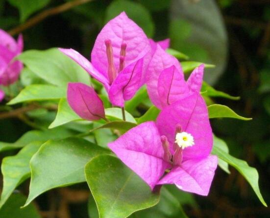 三角梅如何控水，做到不干不澆、澆則澆透原則