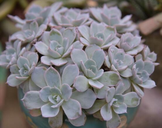 生石花長高了怎么辦，老農(nóng)教你最直觀常見三種解決辦法