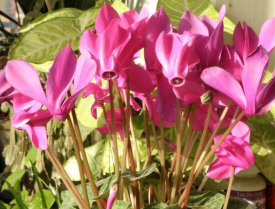 仙客來可以扦插嗎，仙客來的繁殖方法