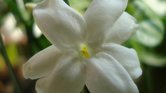 茉莉花什么時(shí)候開花，茉莉花一年可開三次花