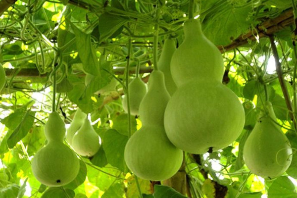 葫蘆種子多久發(fā)芽