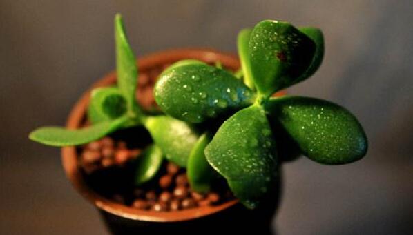 玉樹的葉子發(fā)軟發(fā)黃，防止這些問題發(fā)生的解決方法