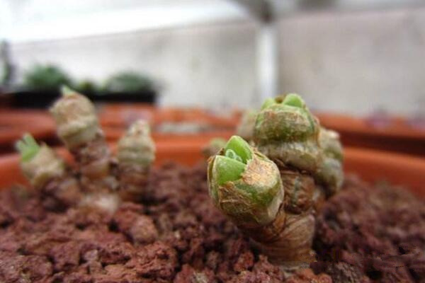 碧光環(huán)種子怎么種，分享碧光環(huán)的播種經驗