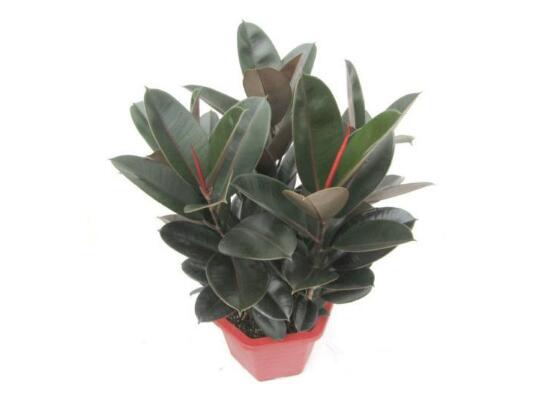 橡皮樹多久澆次水，橡皮樹怎么澆水