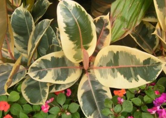 橡皮樹(shù)有幾個(gè)品種，橡皮樹(shù)品種圖片大全