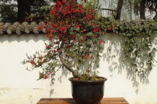 盆栽海棠花的養(yǎng)殖方法，盆栽海棠的五大養(yǎng)殖要點(diǎn)