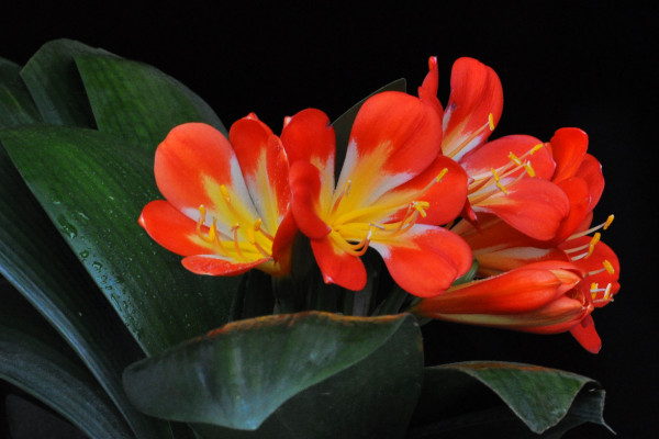 君子蘭多久開花，單邊有12片葉子就具備開花能力