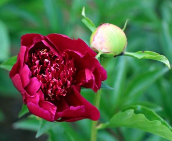 芍藥花如何養(yǎng)護(hù)，教你最重要五個(gè)養(yǎng)殖技巧(花枝艷麗)