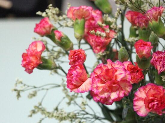 康乃馨種子需要泡水嗎，利于吸收水分、發(fā)芽更快