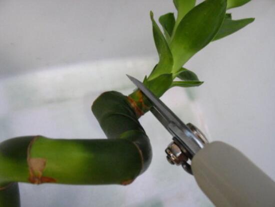 富貴竹怎么修剪，富貴竹修剪方法圖解