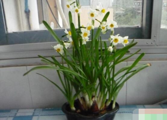 仙花的栽培技術(shù)，擇八厘米以上鱗莖/疏松透氣土壤與紫砂盆