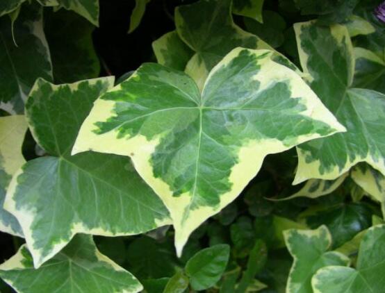 常青藤哪個(gè)品種最好，每個(gè)品種富有獨(dú)具一格(無(wú)好壞之分)