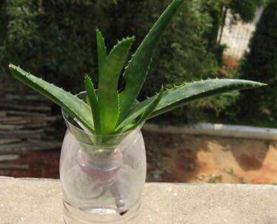 蘆薈可以水培嗎，蘆薈水培方法