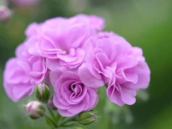 天竺葵有毒嗎，天竺葵可以放在臥室養(yǎng)嗎