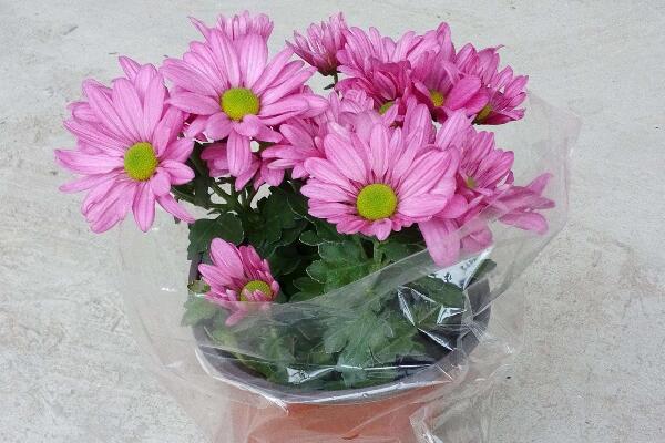 菊花盆栽可以放室內(nèi)嗎，可以放室內(nèi)但不能放臥室