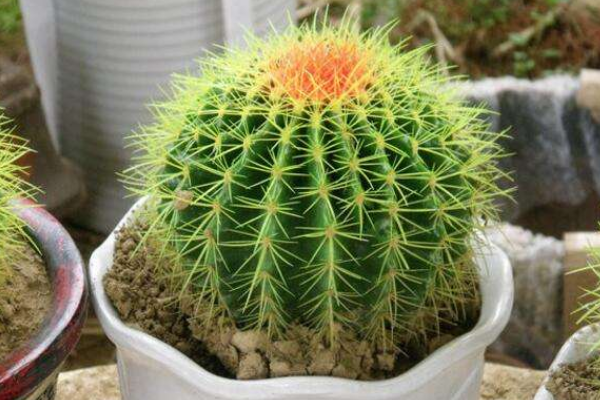 仙人球可以用沙子養(yǎng)嗎，光使用沙子是養(yǎng)不活的