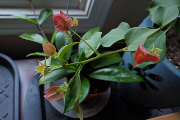 三角梅扦插如何生根快，使用無土扦插或海綿扦插法