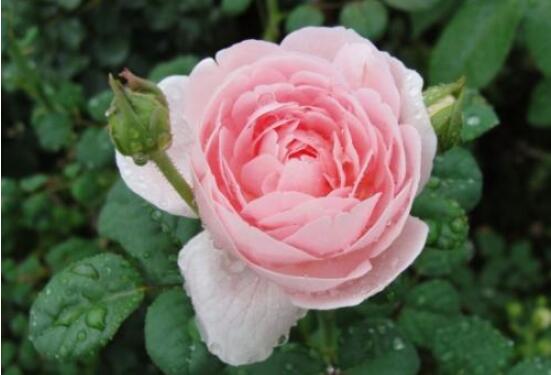 月季為何只長枝條而不開花，四種原因以及解決辦法