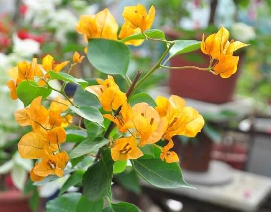 三角梅有哪些品種，常見的三角梅品種大全