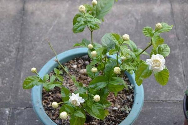 虎頭茉莉怎么澆水，掌握三大澆水要點(diǎn)