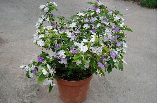 盆栽茉莉修剪方法，教你四種方法變得枝葉美觀