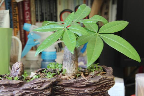 發(fā)財(cái)樹(shù)扦插繁殖方法圖解，4步即可完成發(fā)財(cái)樹(shù)的扦插