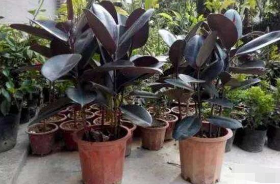 橡皮樹(shù)怎么換盆，教你四個(gè)簡(jiǎn)單易學(xué)的方法