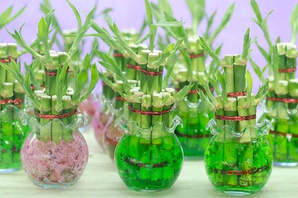 富貴竹冬天怎么養(yǎng)，富貴竹冬天的養(yǎng)殖方法