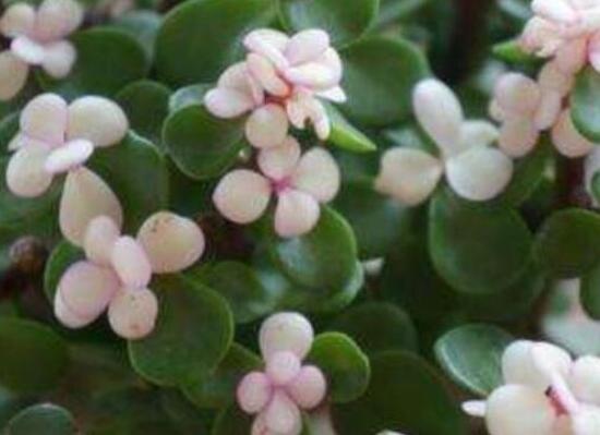 雅樂之舞葉片發(fā)皺是怎么回事，主要有三種原因造成(光照/溫度/澆水)