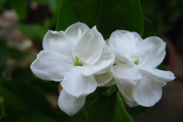 茉莉的養(yǎng)殖方法和注意事項