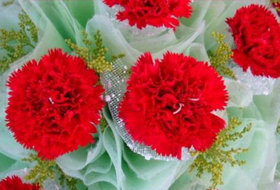 康乃馨如何種植，做好七大方法可鮮艷美麗