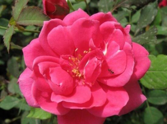 月季花有毒嗎，月季花可以吃嗎(無(wú)毒可食用)