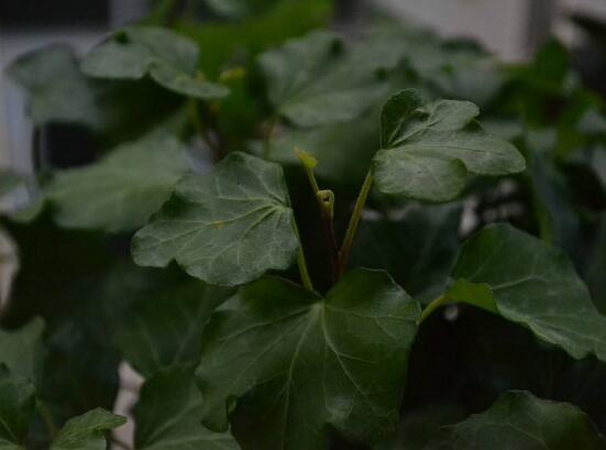 常青藤多久澆一次水，見干見濕原則保持盆土濕潤